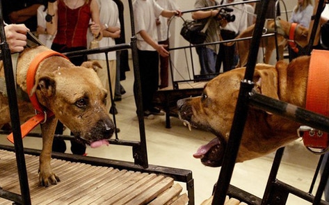 Guggenheim Museum Shuts Down Animal Torture Exhibit