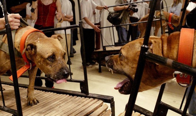 VegNewsArtandChina1989DogsCannotTouch