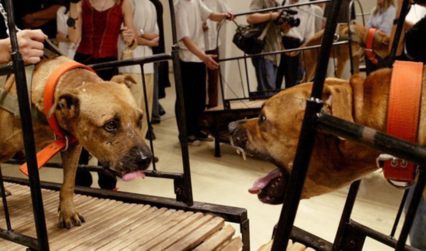 Guggenheim Museum Shuts Down Animal Torture Exhibit