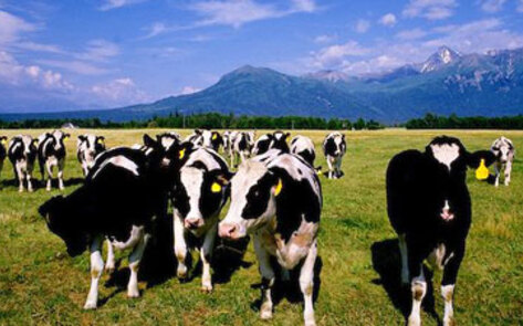 Feeding Meat to Animals