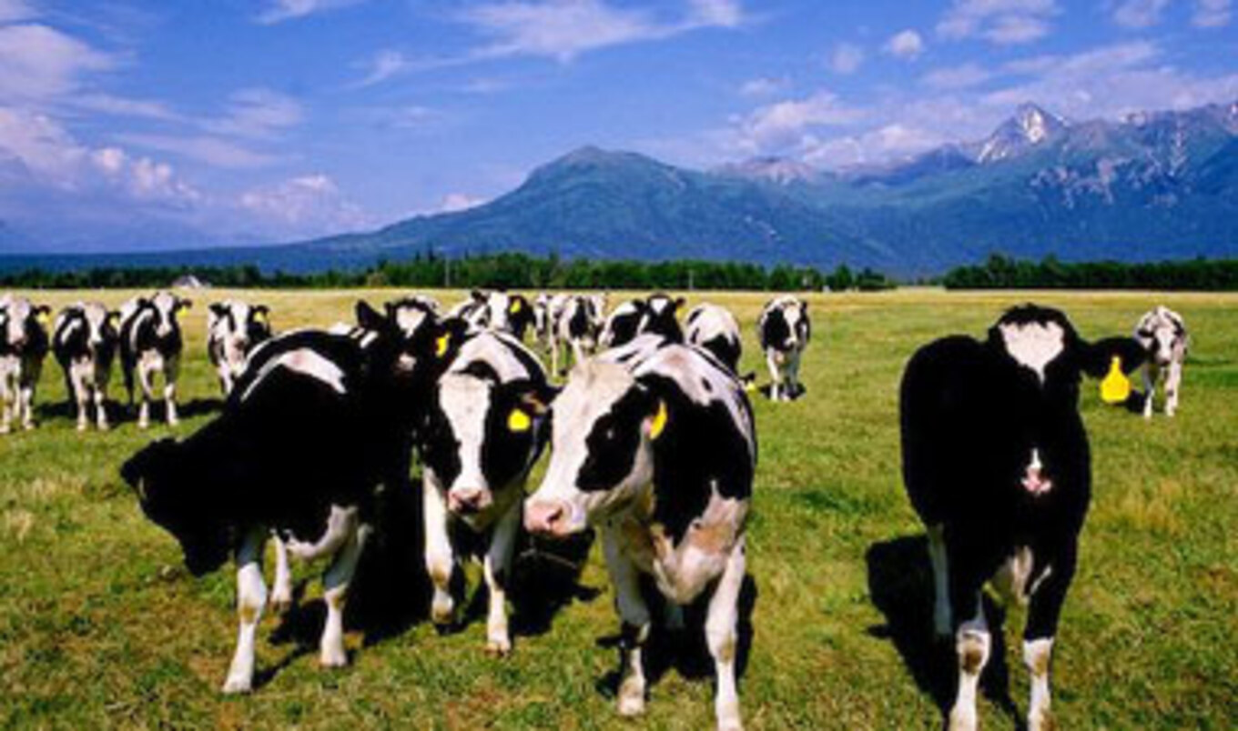 Feeding Meat to Animals