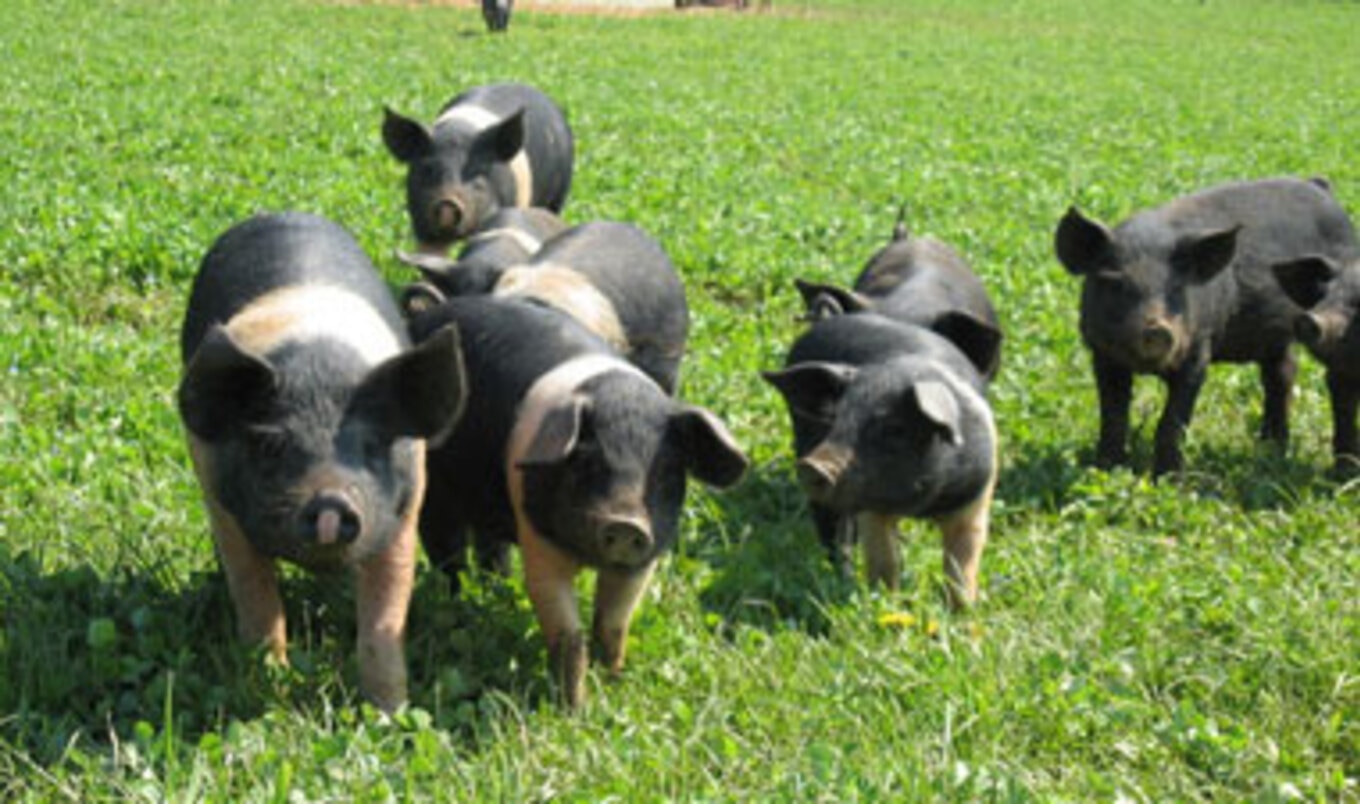 Purdue Study Finds Pork Consumption Reduced