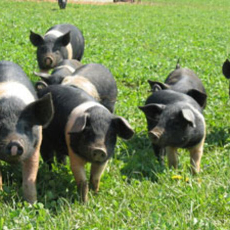 Purdue Study Finds Pork Consumption Reduced