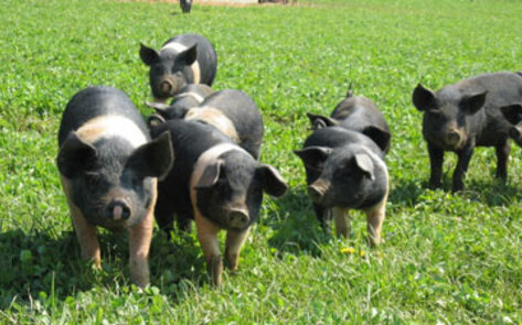 Factory Farms Not "Natural"