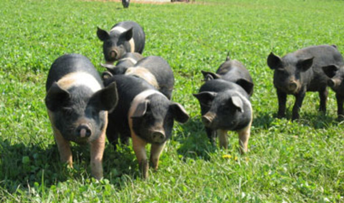 pigs