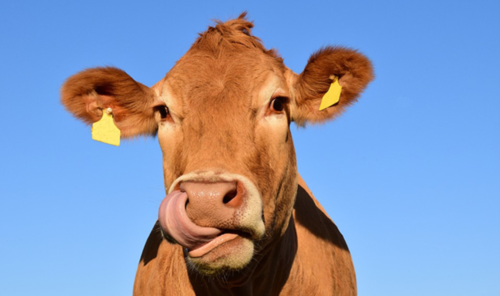 338 Dairy Farms Shuttered in Wisconsin This Year