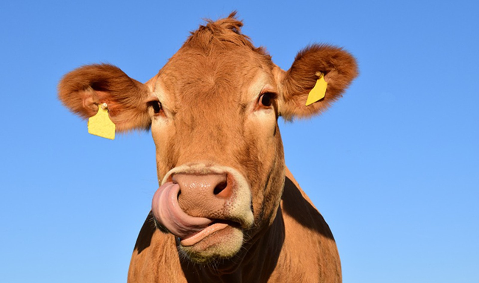 UN Calls for a “Massive” Decrease in Animal Agriculture