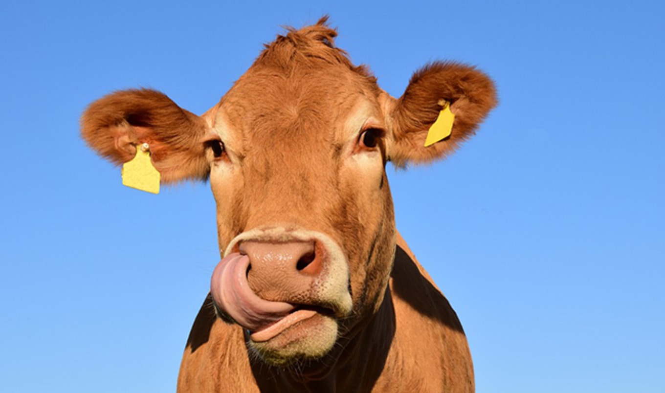 <i>Guardian</i> Columnist Says End of Animal Farming is Near