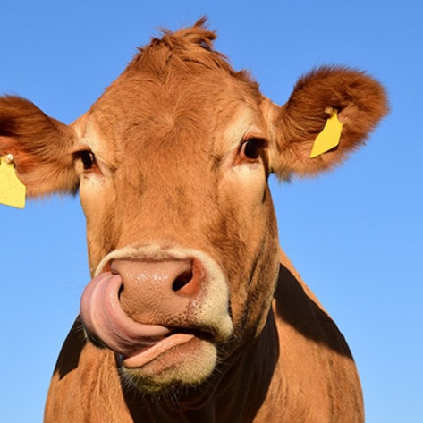 UN Calls for a “Massive” Decrease in Animal Agriculture