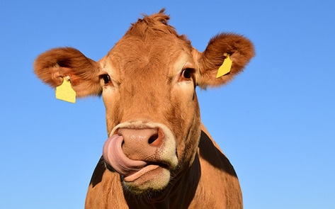 VegNewscow11