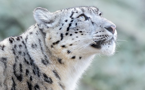 VegNewsSnowLeopard2