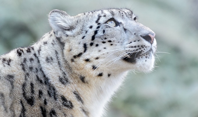 VegNewsSnowLeopard2