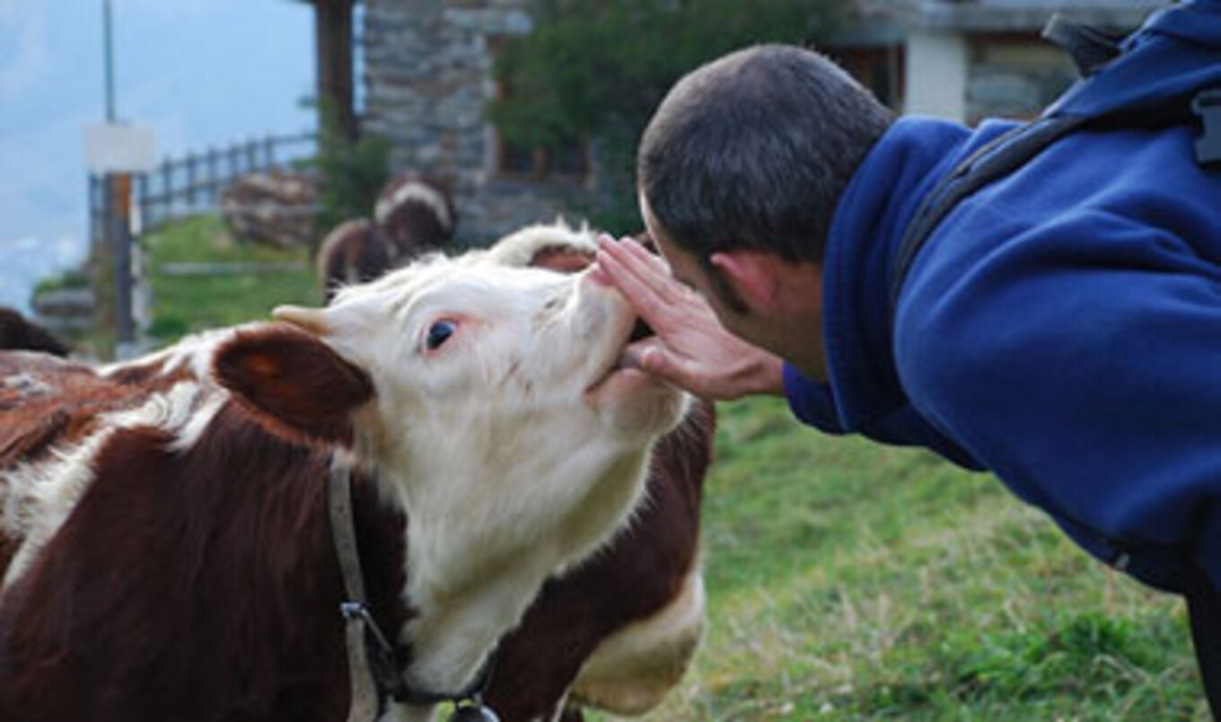 Named Cows Give More Milk