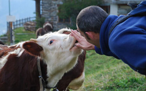 Named Cows Give More Milk