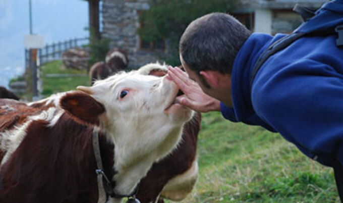cow