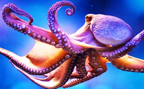 Futuristic Animal-Free Aquarium Opens in NYC