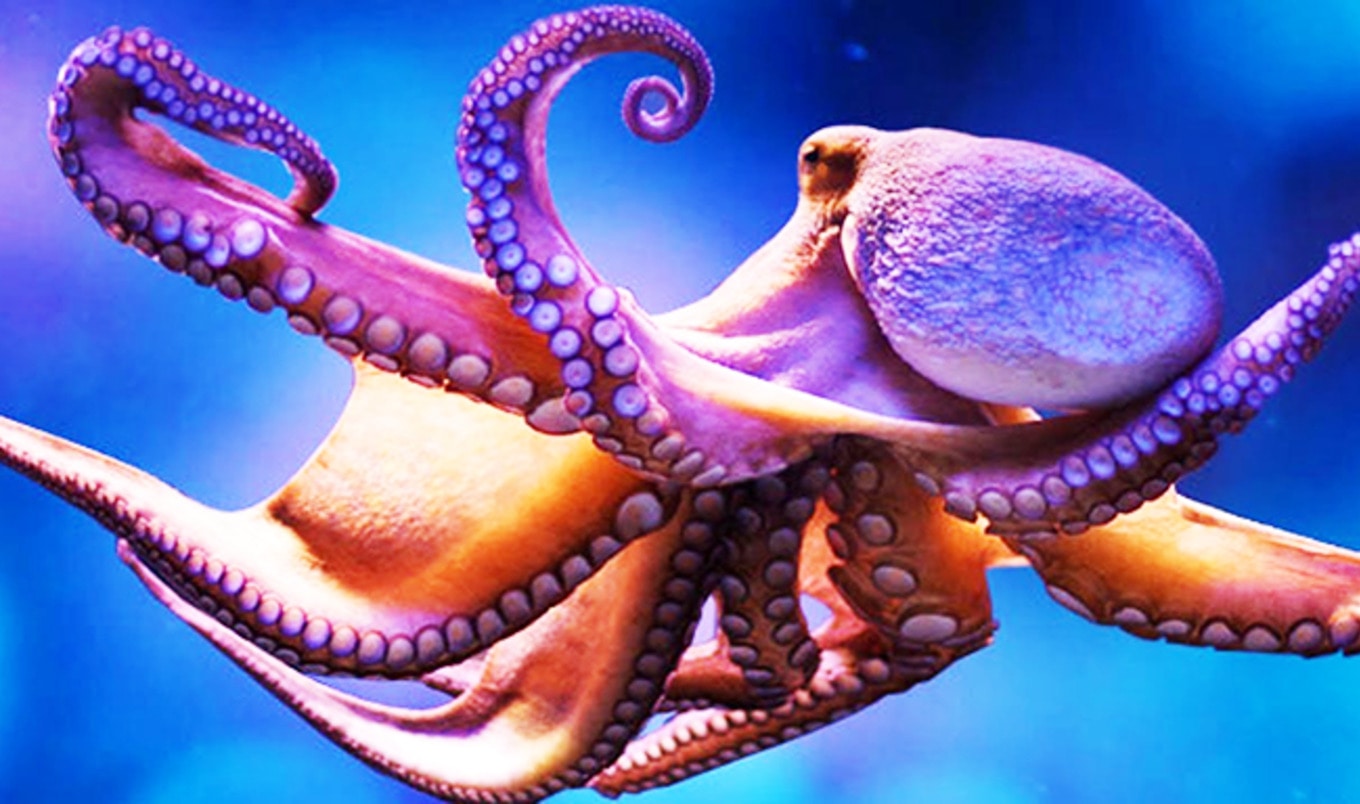 Futuristic Animal-Free Aquarium Opens in NYC