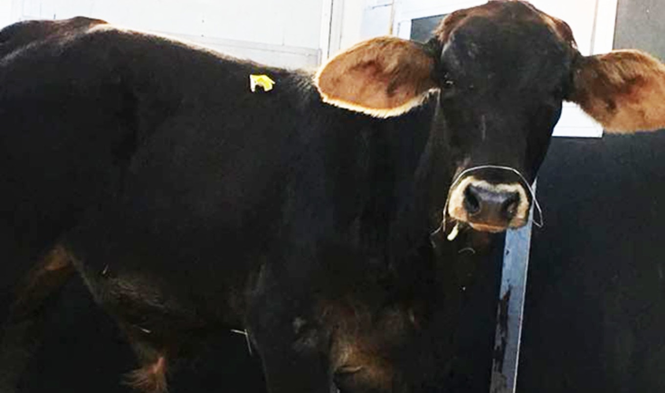 Escaped Brooklyn Bull Rescued by NJ Sanctuary