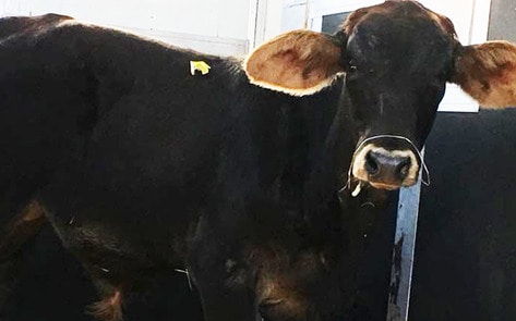 Escaped Brooklyn Bull Rescued by NJ Sanctuary