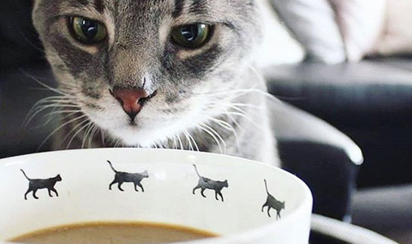 6 Vegan-Friendly Cat Cafés Where You Can Celebrate International Cat Day