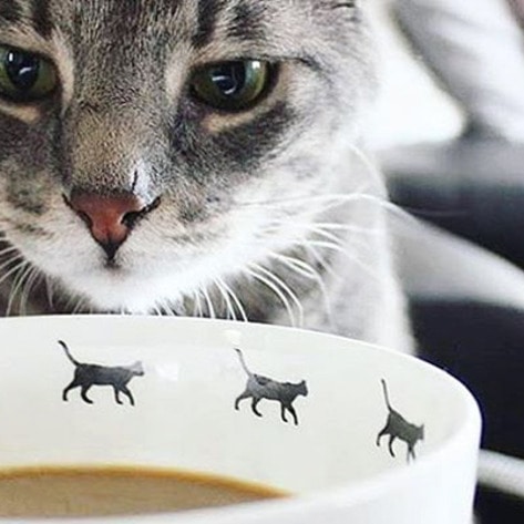 6 Vegan-Friendly Cat Cafés Where You Can Celebrate International Cat Day