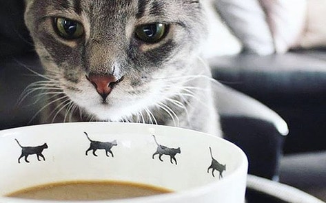 6 Vegan-Friendly Cat Cafés Where You Can Celebrate International Cat Day