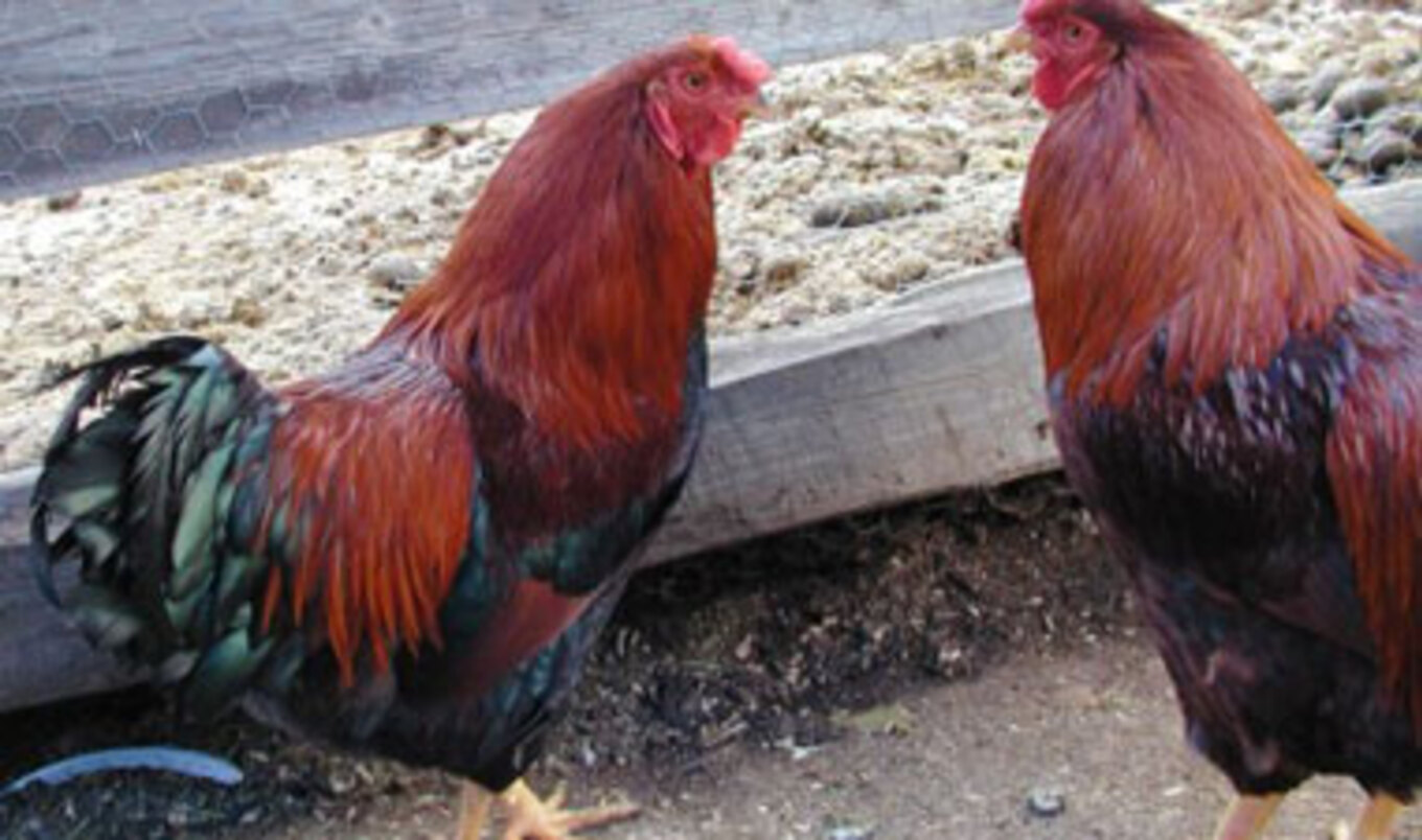 VT Man Caught Falsely Labeling Meat as Free-Range