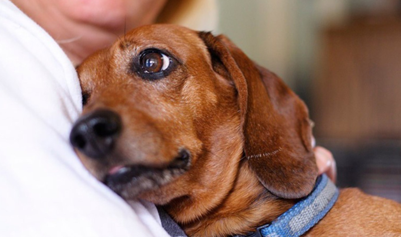 8 Vegan Treats for Your Companion Animals (and Maybe You)