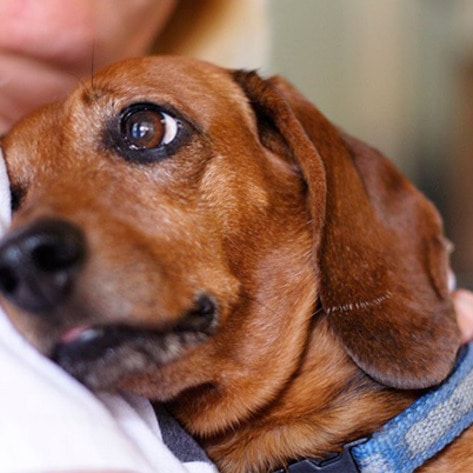 8 Vegan Treats for Your Companion Animals (and Maybe You)