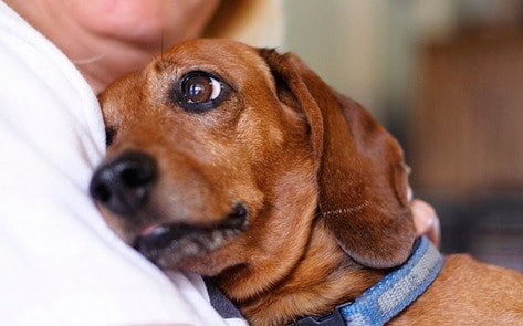 VegNews.CuddlingWeiner.Feature