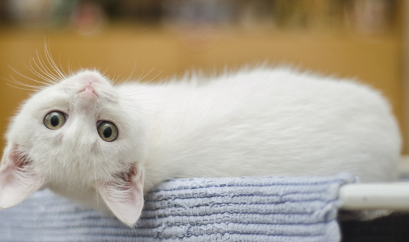 Saskatchewan Gets its First Cat Café ... and it's Vegan