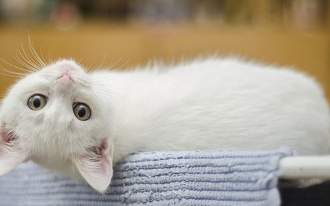 VegNewsKitten2