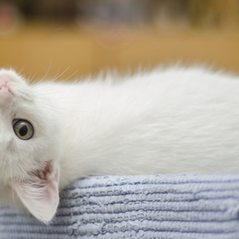 VegNewsKitten2