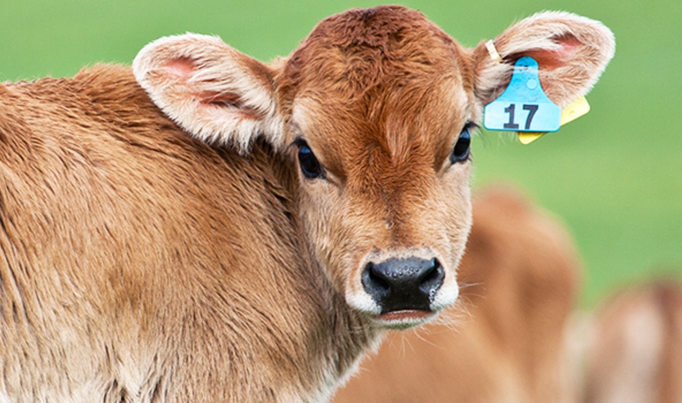 2,100 Dairy Farmers Defraud Dutch Government