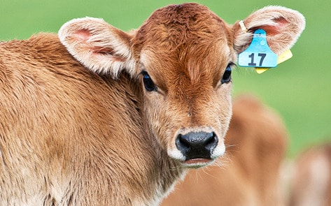 2,100 Dairy Farmers Defraud Dutch Government