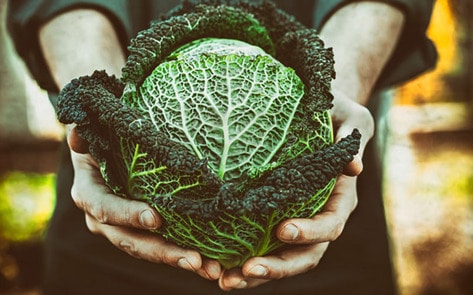 VegNews.Gardening