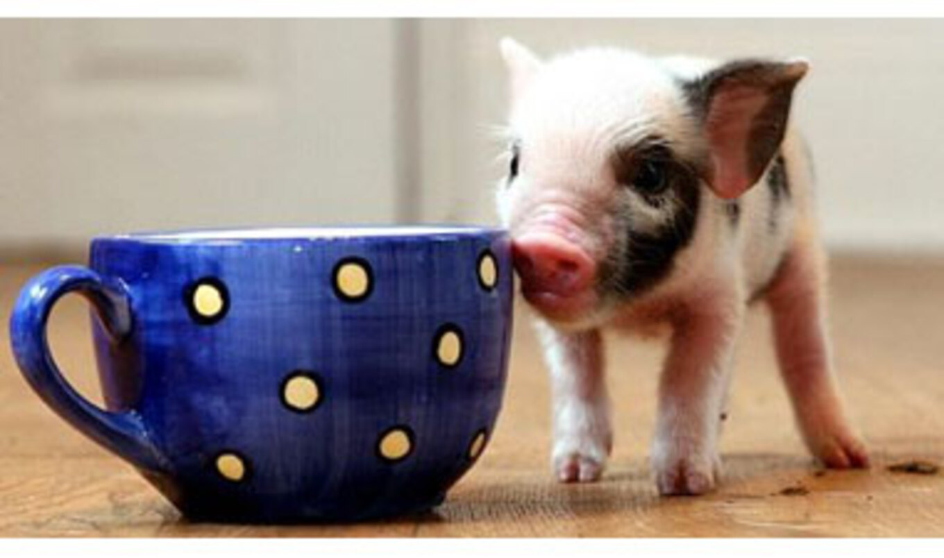 Popular Pet Pigs