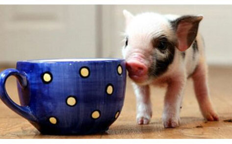 Popular Pet Pigs