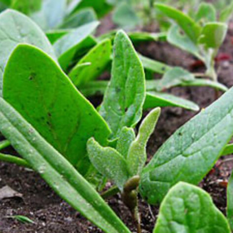 Lettuce E. coli Recall