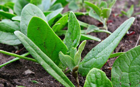 List of 10 Riskiest Foods