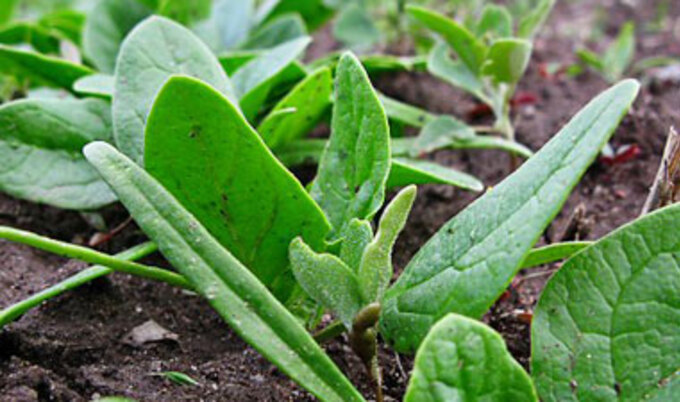 spinach