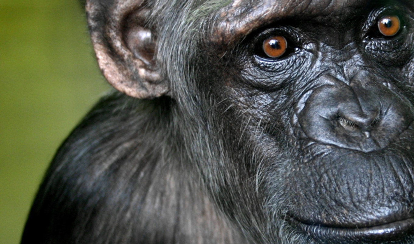 Era of Lab Testing on Chimpanzees Officially Over