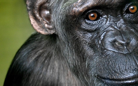 Era of Lab Testing on Chimpanzees Officially Over