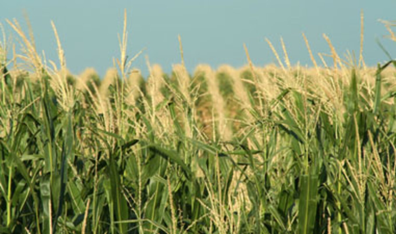 Industrial Farms Unnecessary