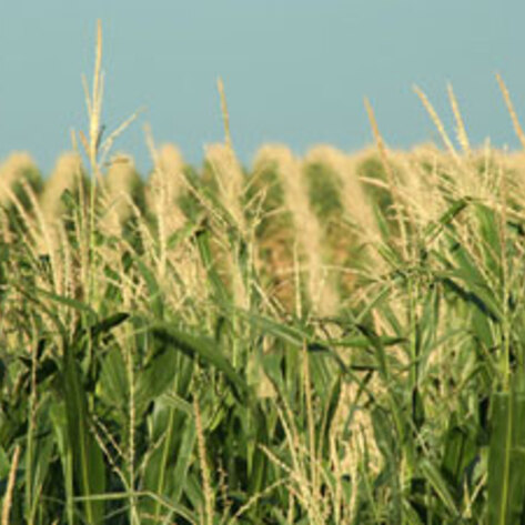 Industrial Farms Unnecessary