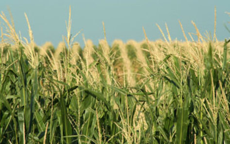 Industrial Farms Unnecessary