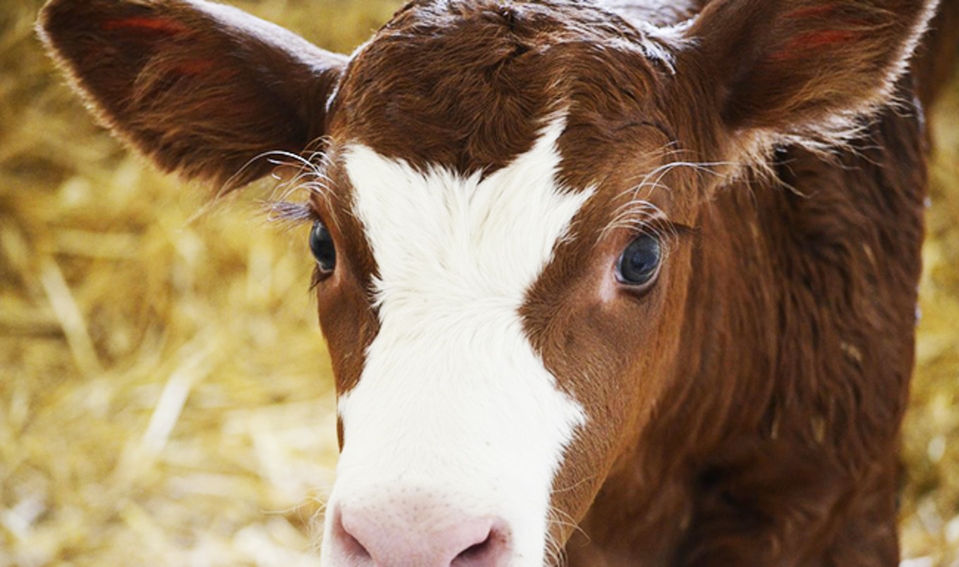 Horrific Abuse Uncovered at Family Dairy Farm