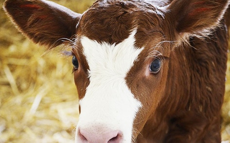 Horrific Abuse Uncovered at Family Dairy Farm