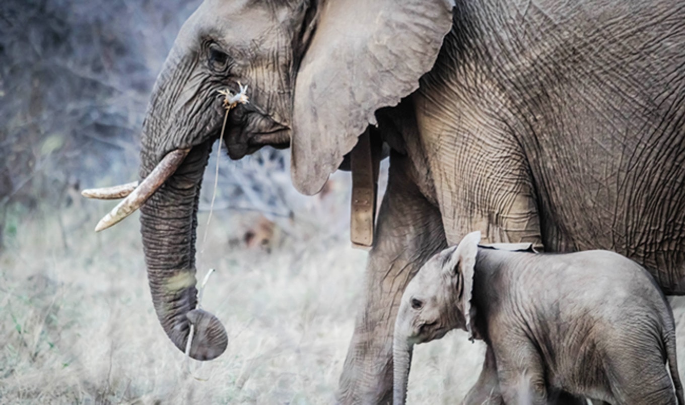 Trump Reverses Ban on Elephant Trophy-Hunting