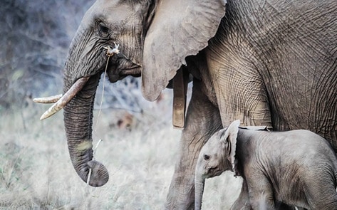 VegNewsElephants5